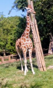Giraffe