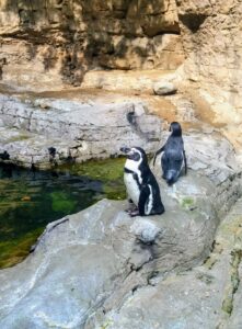 Penguins