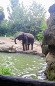 Elephant